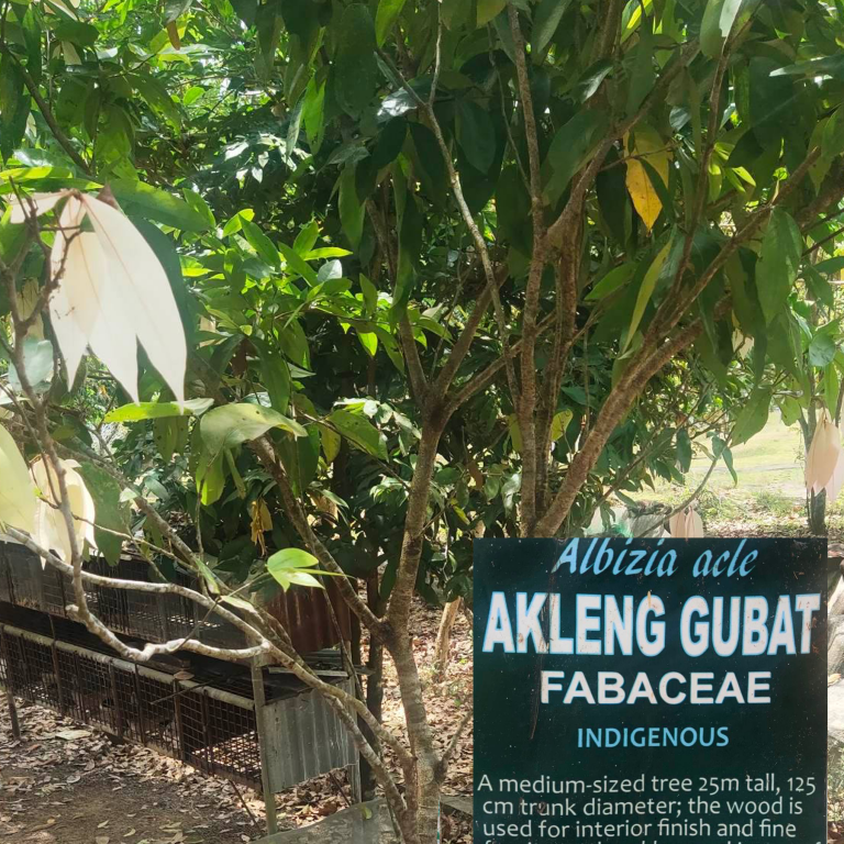 This tree is called Akleng Gubat (different from Akleng Parang). It is a wild tree indigenous to the Philippines and has one of the most beautiful grains